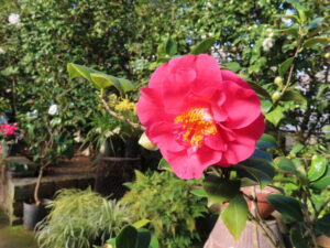 八重咲の真っ赤なツバキ