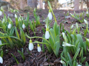 スノードロップ