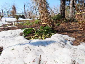 雪の中からヘレボルスニゲルの蕾
