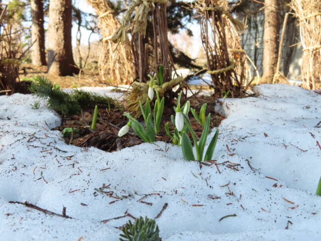 明日は春分（2026年3月19日）