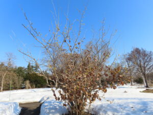 シナマンサクの木の様子