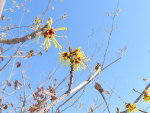 シナマンサクの花のアップ