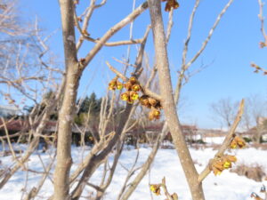 マンサクの蕾の様子