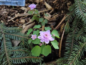 八重咲のバイカカラマツ