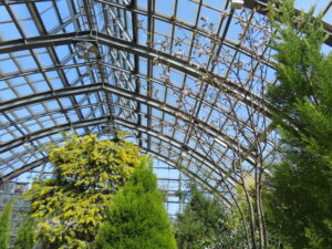 エゾヤマザクラとミモザ