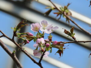 エゾヤマザクラの花のアップ