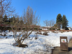 開花を始めているマンサク