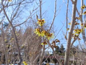 マンサクの花のアップ