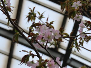 咲きすすむエゾヤマザクラ