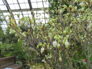 ドウダンツツジ