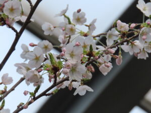 薄桃色のソメイヨシノ