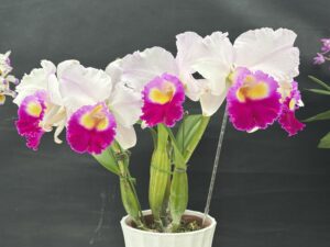 準大賞 リンコレリアカトレア 里見‘装’