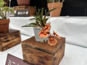 ミニオーキット賞 トルムニア ジャイラック レインボー ハイブリッド