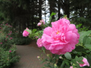 オールドガーデンローズ ダマスク イスパハン