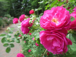 バラ オールドローズ ジプシーボーイ