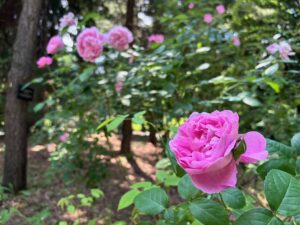 ローズウォーク（ピンクバラ）