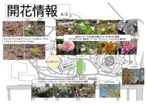 4月2日開花情報マップ