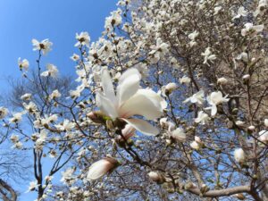 マグノリアメリルのアップ