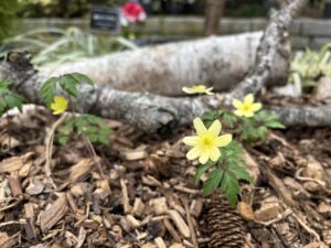 クリーム咲きのイチゲ