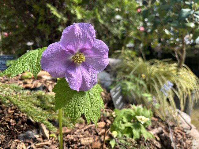 「春の花展」新たな山野草の展示も始まっています（2026年4月3日）