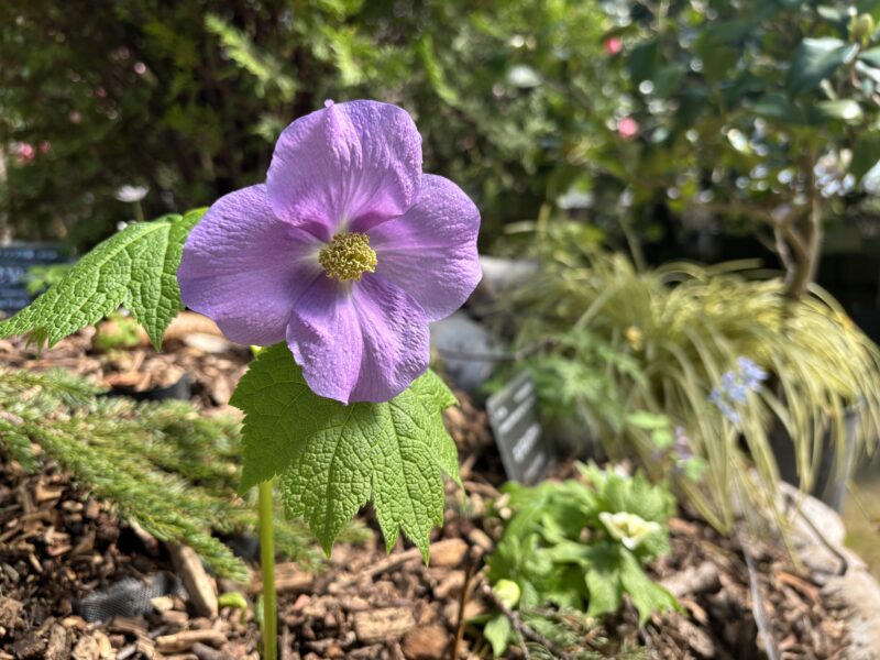 「春の花展」新たな山野草の展示も始まっています（2026年4月3日）