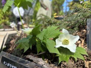 白花のシラネアオイ