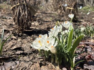 白いクロッカス