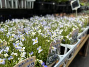 淡い水色のヒナソウ