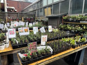 チューリップ苗