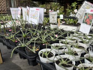 チューリップの原種苗