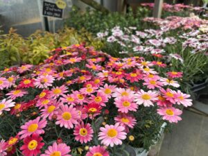 ピンク色のマーガレット