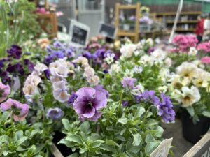 パンジービオラ