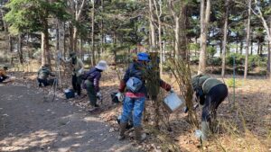 バラの冬囲い外し