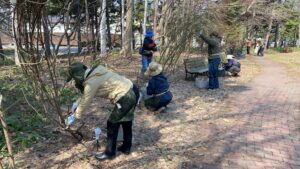 バラの冬囲い外し