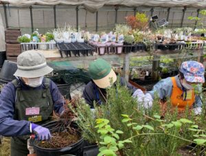 宿根草鉢の手入れ