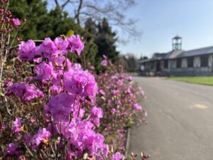 咲きすすむエゾムラサキツツジ