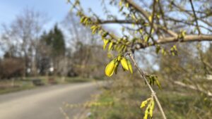 咲き始めたレンギョウ