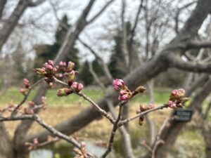本日のチシマザクラの蕾の様子
