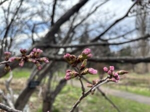 今朝のチシマザクラの蕾の様子