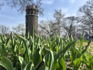 サイロ下ではチューリップの蕾