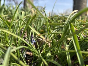ムスカリもニョキっと