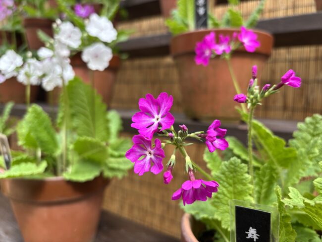 「サクラソウ美術館」開催のお知らせとサクラの開花状況（2026年4月20日）