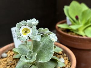 白い粉がかかったようなプリムラオーリキュラ‘ル・ドロウ’