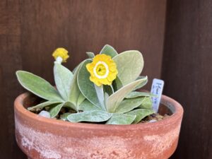 黄色のプリムラオーリキュラ‘ムーンライズ’