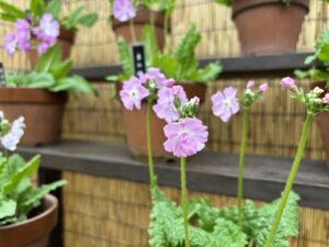 サクラソウ‘花行脚’