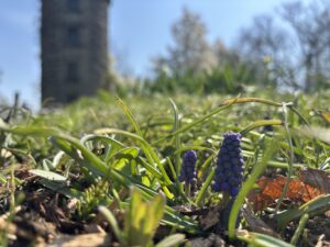 ムスカリも顔を出す