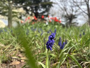 風に揺れるムスカリ