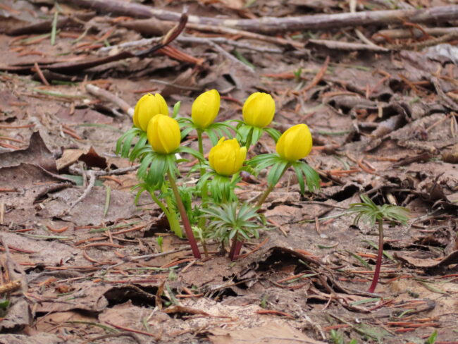 百合が原で春の気配、ちらほら（2026年4月2日）