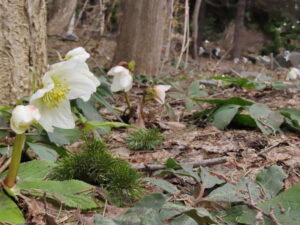 ヘレボルス ニゲル