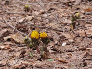 フクジュソウの蕾